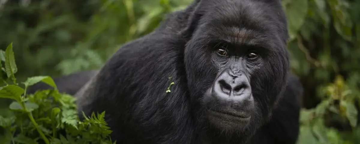 How much does a gorilla trekking permit cost?