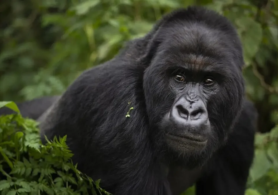 How much does a gorilla trekking permit cost?