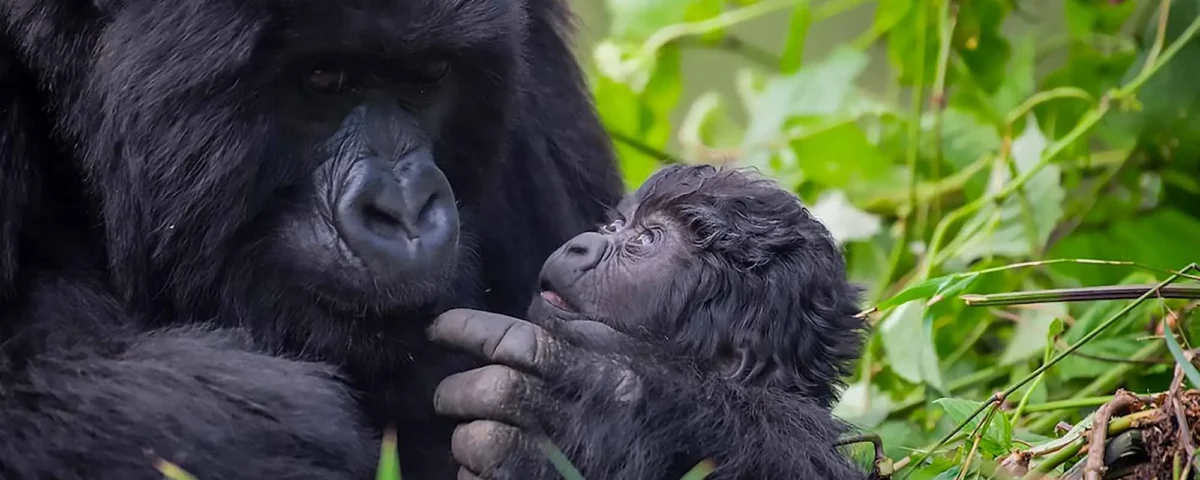 How difficult is gorilla trekking?