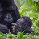 How difficult is gorilla trekking?