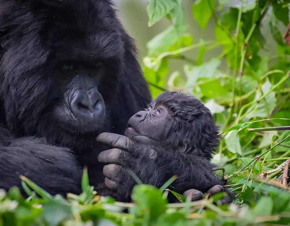How difficult is gorilla trekking?