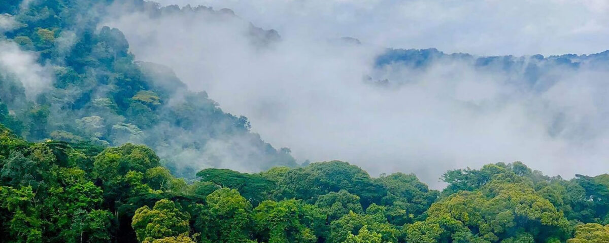 How Large is Bwindi National Park?