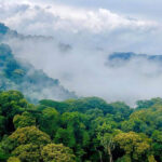 How Large is Bwindi National Park?