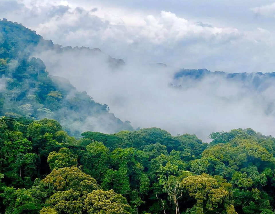 How Large is Bwindi National Park?