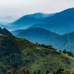 Why is Bwindi important for conservation?