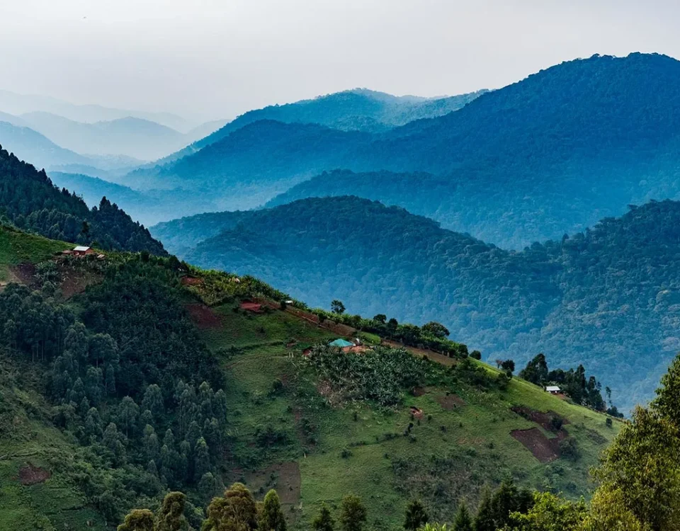Why is Bwindi important for conservation?