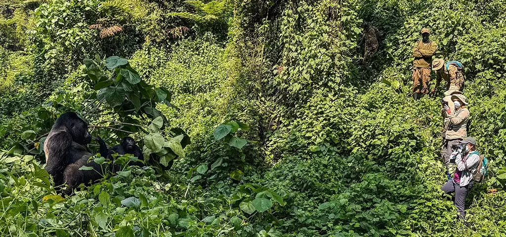 How Does the Pacing of an 8-to-10-Day Itinerary Handle the Transition from High-Altitude Jungles to Low-Altitude Savannahs?
