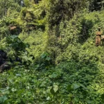 How Does the Pacing of an 8-to-10-Day Itinerary Handle the Transition from High-Altitude Jungles to Low-Altitude Savannahs?