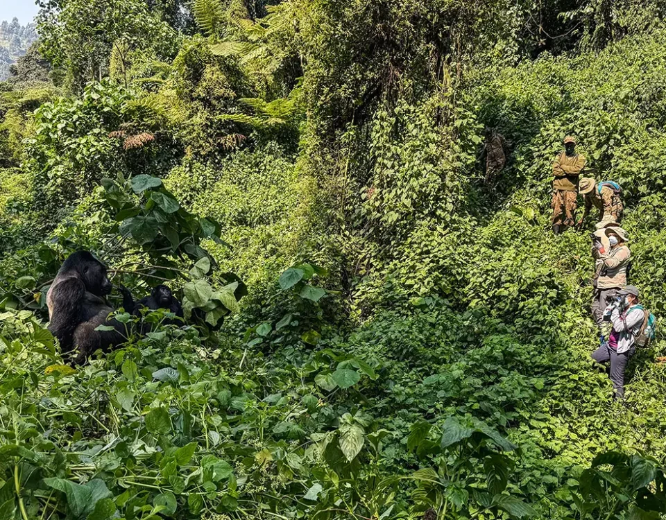 How Does the Pacing of an 8-to-10-Day Itinerary Handle the Transition from High-Altitude Jungles to Low-Altitude Savannahs?
