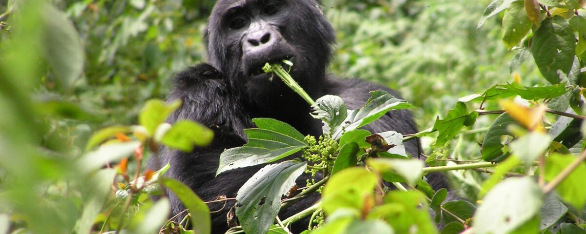 The Legal Distance Regulations for Gorilla Trekking in Volcanoes National Park