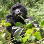 The Legal Distance Regulations for Gorilla Trekking in Volcanoes National Park