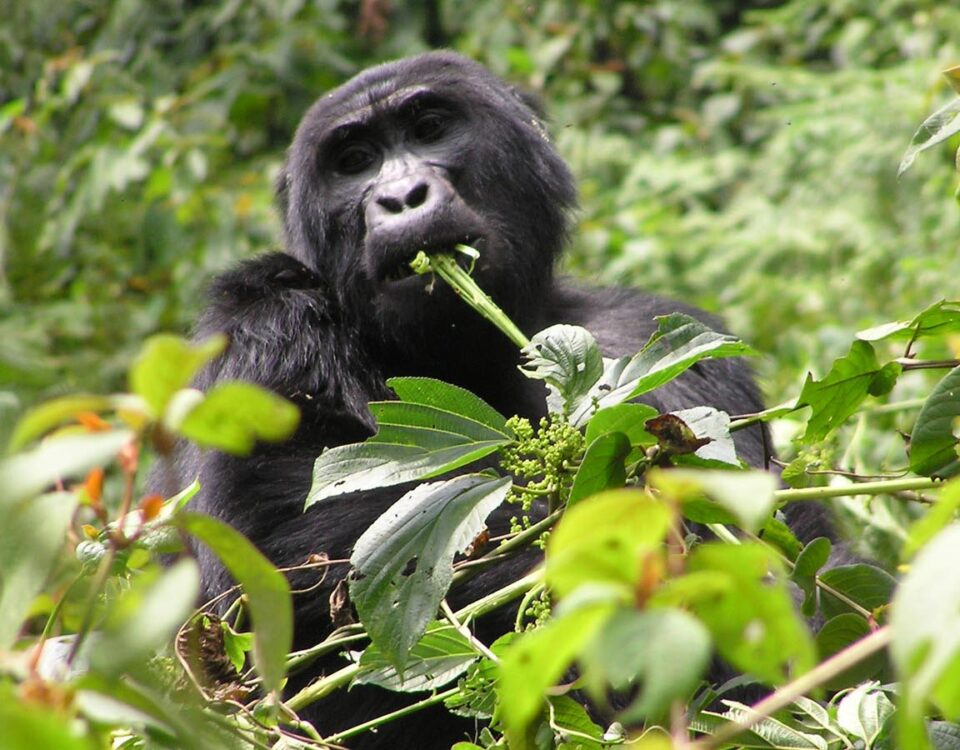 The Legal Distance Regulations for Gorilla Trekking in Volcanoes National Park