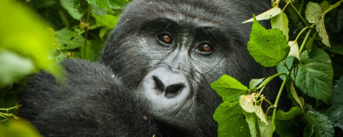 How Many People Trek Each Gorilla Group?