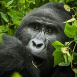 How Many People Trek Each Gorilla Group?