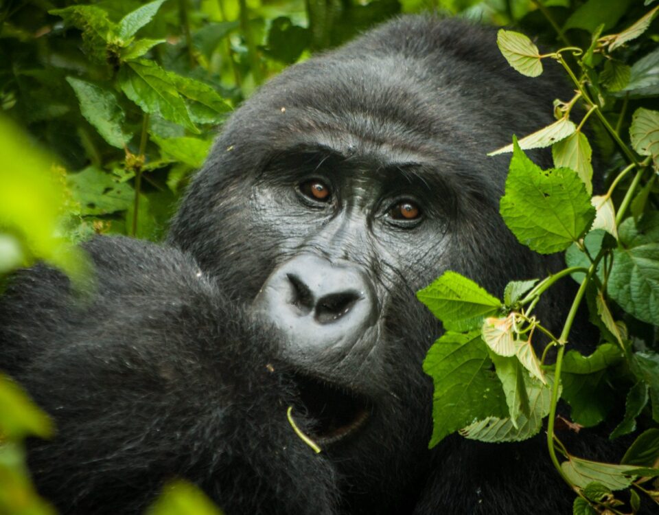 How Many People Trek Each Gorilla Group?
