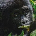 What is gorilla trekking in Bwindi?