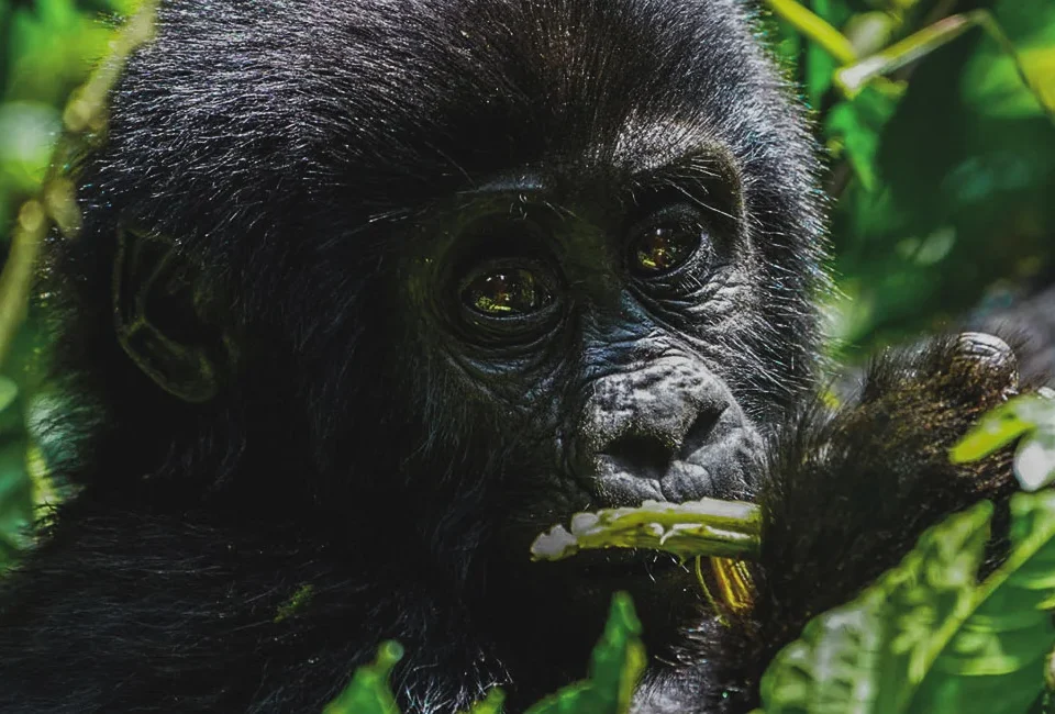 What is gorilla trekking in Bwindi?