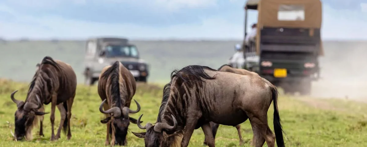 How Many Days Are Recommended for a Complete Kenya and Tanzania Migration Safari?