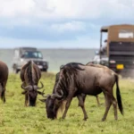 How Many Days Are Recommended for a Complete Kenya and Tanzania Migration Safari?