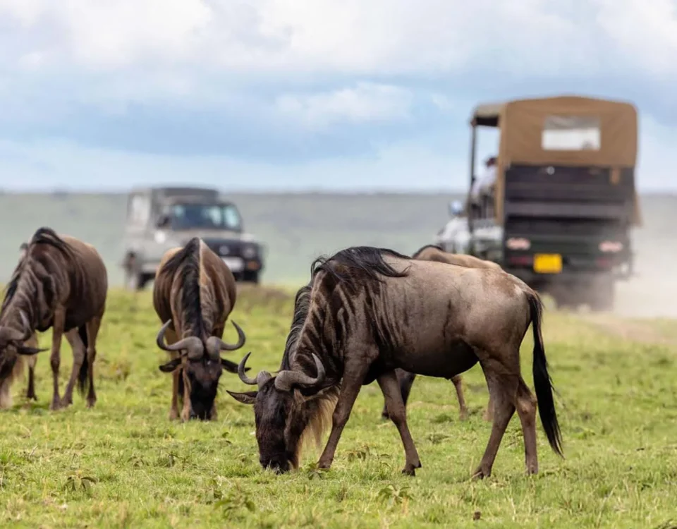 What are the key differences in wildlife density between the northern Serengeti and the Maasai Mara?