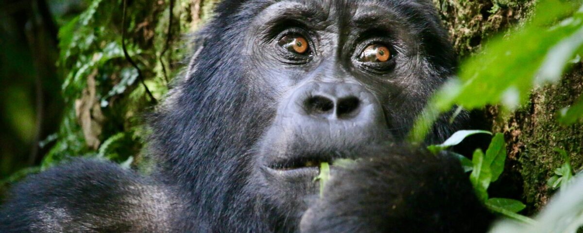 How long does gorilla trekking take?