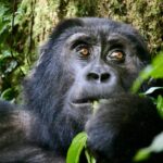 How long does gorilla trekking take?