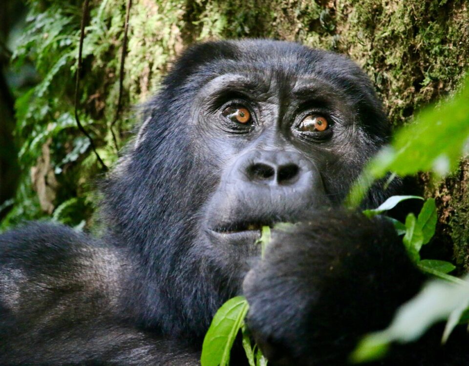 How long does gorilla trekking take?