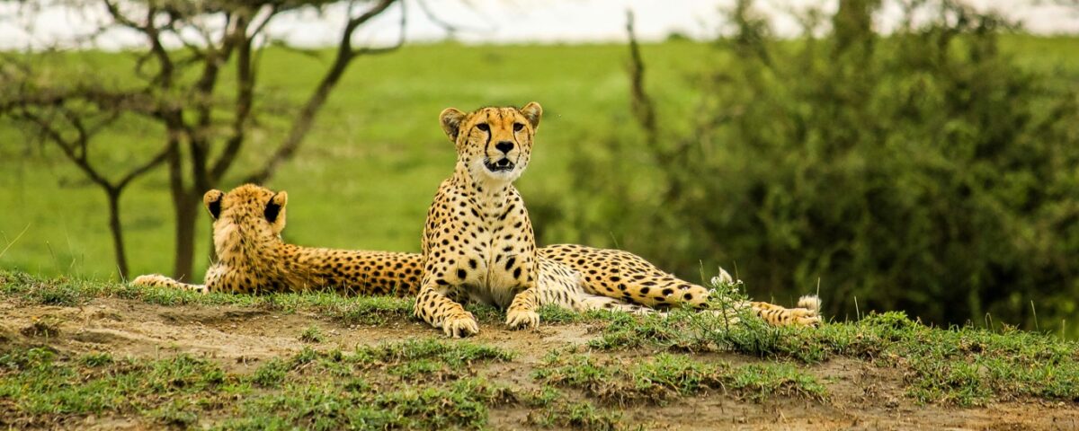 Unlocking Private Access to the Heart of the Serengeti Ecosystem