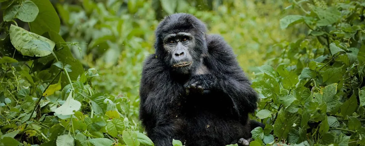 What Kind of Physical Conditioning Is Recommended for the Gorilla Trekking Portion of This Itinerary?