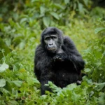 What Kind of Physical Conditioning Is Recommended for the Gorilla Trekking Portion of This Itinerary?