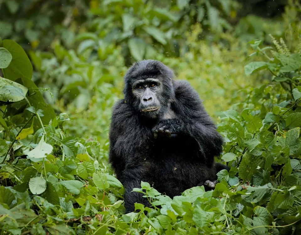 What Kind of Physical Conditioning Is Recommended for the Gorilla Trekking Portion of This Itinerary?