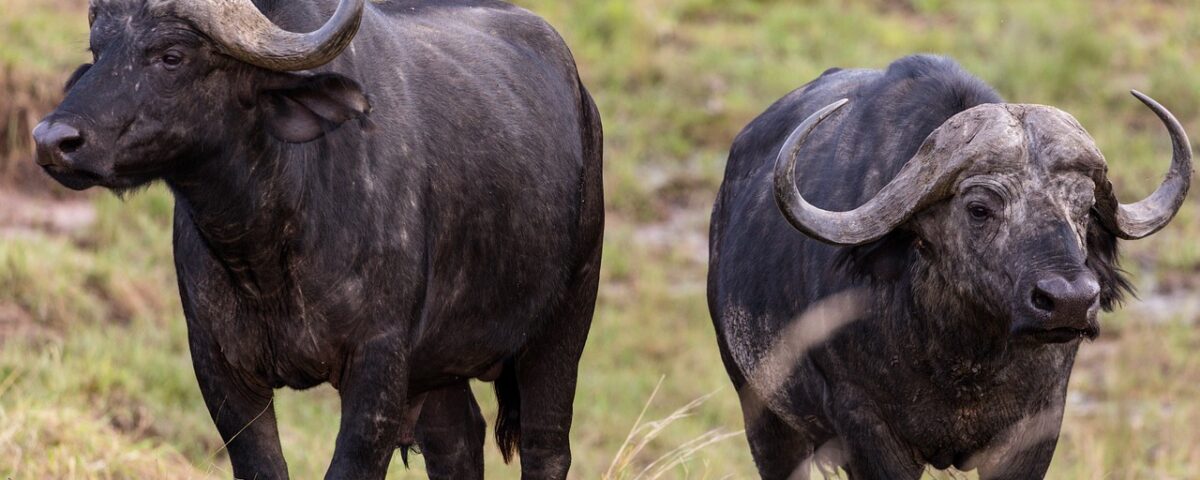 What Makes Katavi National Park a Hidden Gem in Tanzania?