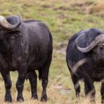 What Makes Katavi National Park a Hidden Gem in Tanzania?