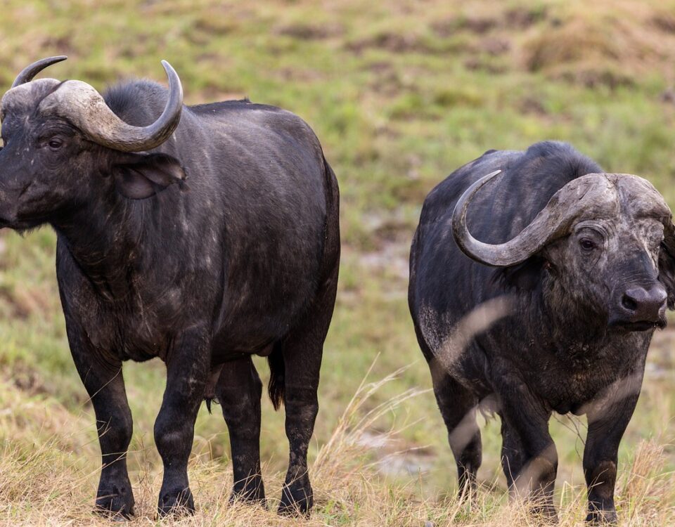 What Makes Katavi National Park a Hidden Gem in Tanzania?