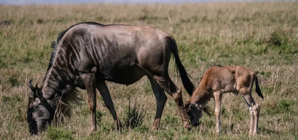 Which Serengeti Region Offers the Best Chance to Witness Wildebeest Calving Season and Predator Action Between January and March?
