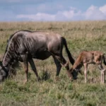 Which Serengeti Region Offers the Best Chance to Witness Wildebeest Calving Season and Predator Action Between January and March?