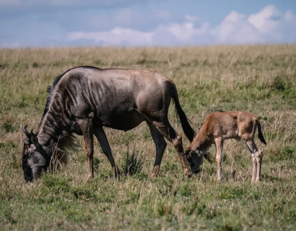 Which Serengeti Region Offers the Best Chance to Witness Wildebeest Calving Season and Predator Action Between January and March?