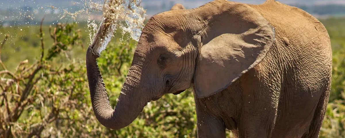 Unlocking the Mysteries of the African Bush After Dark