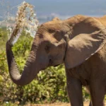Unlocking the Mysteries of the African Bush After Dark