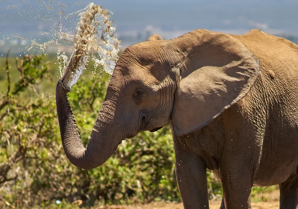 Unlocking the Mysteries of the African Bush After Dark