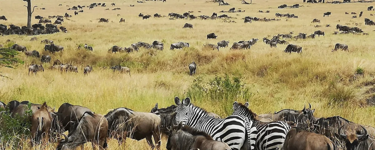 Firante Gorilla Treks