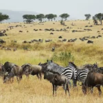 What Predatory Behaviors Are Most Frequently Witnessed During the Great Migration Season?