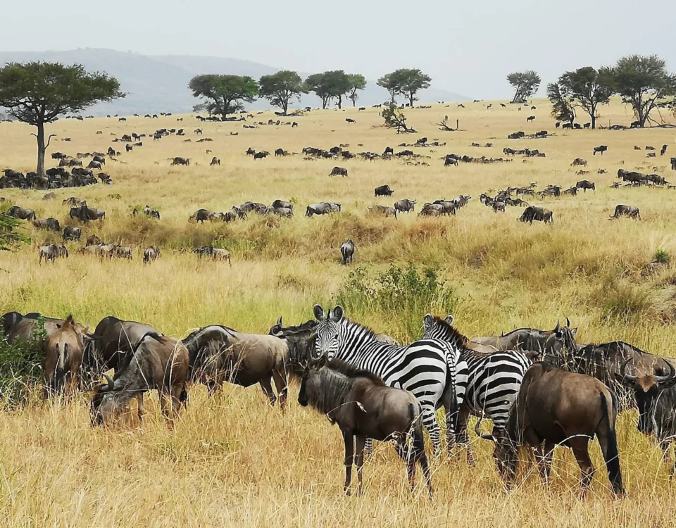 What Predatory Behaviors Are Most Frequently Witnessed During the Great Migration Season?