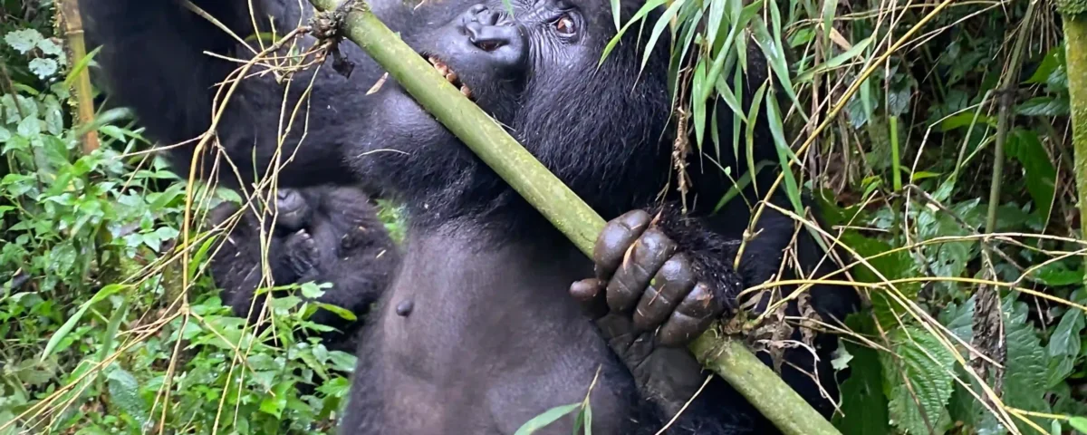 Does the Baseline Cost of the Rwanda Portion Include the $1,500 Per Person Gorilla Trekking Permit?