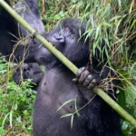 Does the Baseline Cost of the Rwanda Portion Include the $1,500 Per Person Gorilla Trekking Permit?