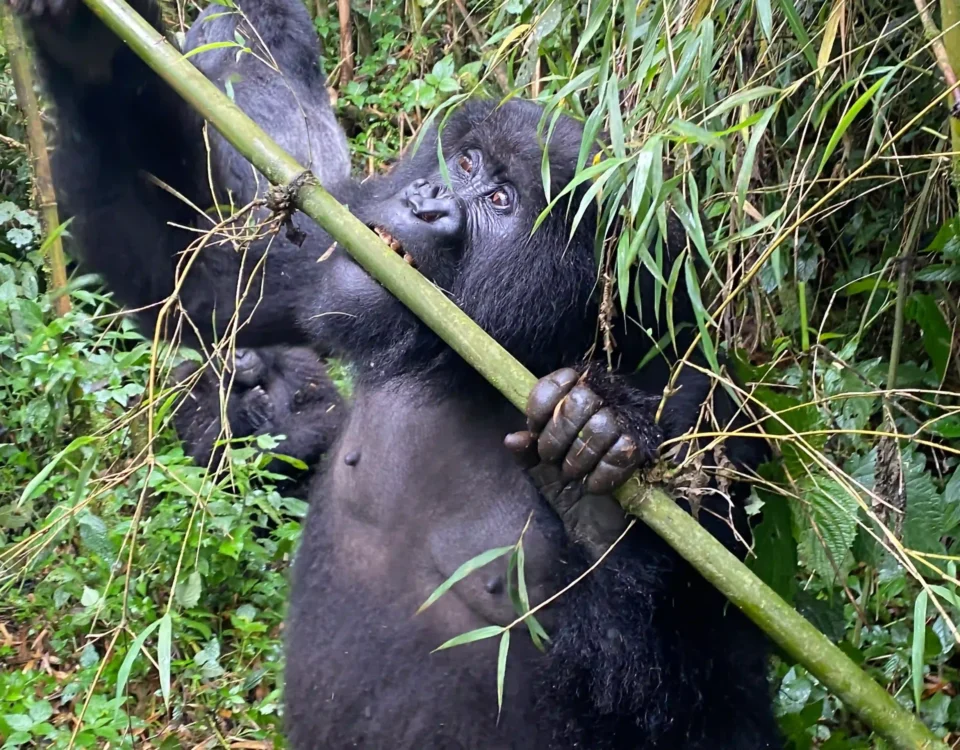 Does the Baseline Cost of the Rwanda Portion Include the $1,500 Per Person Gorilla Trekking Permit?
