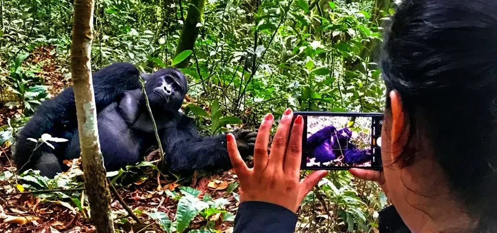 All-Inclusive Guide to Gorilla and Chimpanzee Permit Pricing