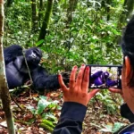 All-Inclusive Guide to Gorilla and Chimpanzee Permit Pricing
