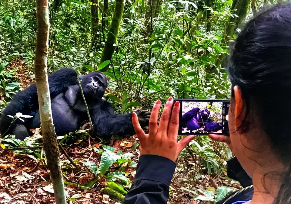 Firante Gorilla Treks