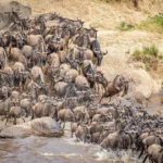 What is the ideal duration for a comprehensive Great Migration fly-in itinerary?